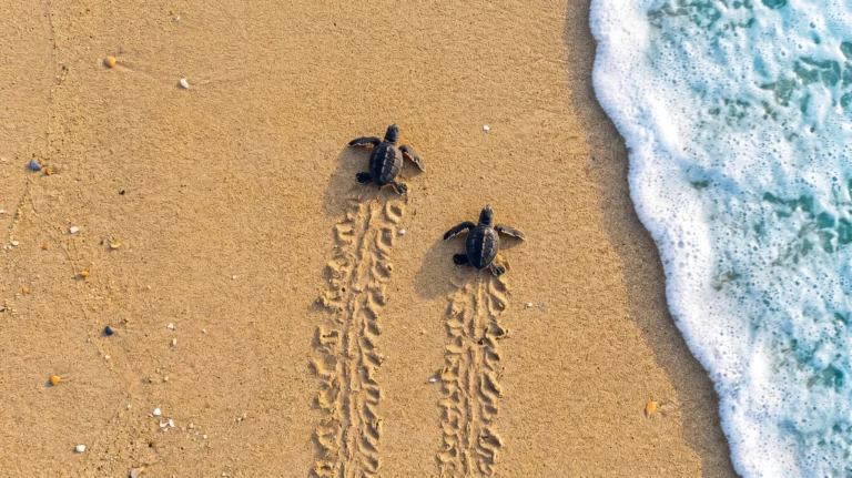 Loggerhead Turtles Meet the Sea in Patara