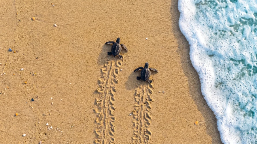 Baby Caretta Carettas Meet the Sea in Patara